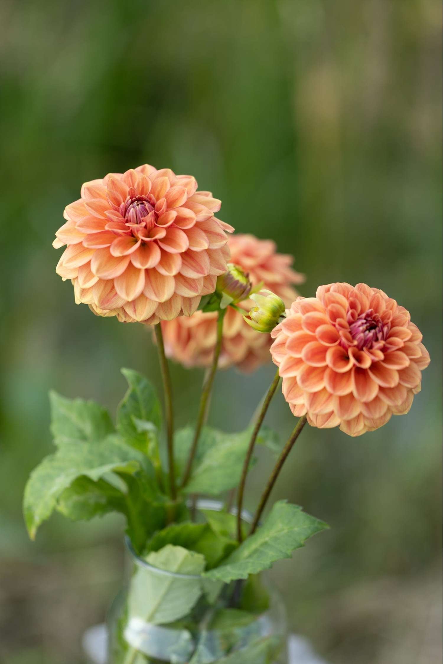 Dahlia 'Iced Tea'